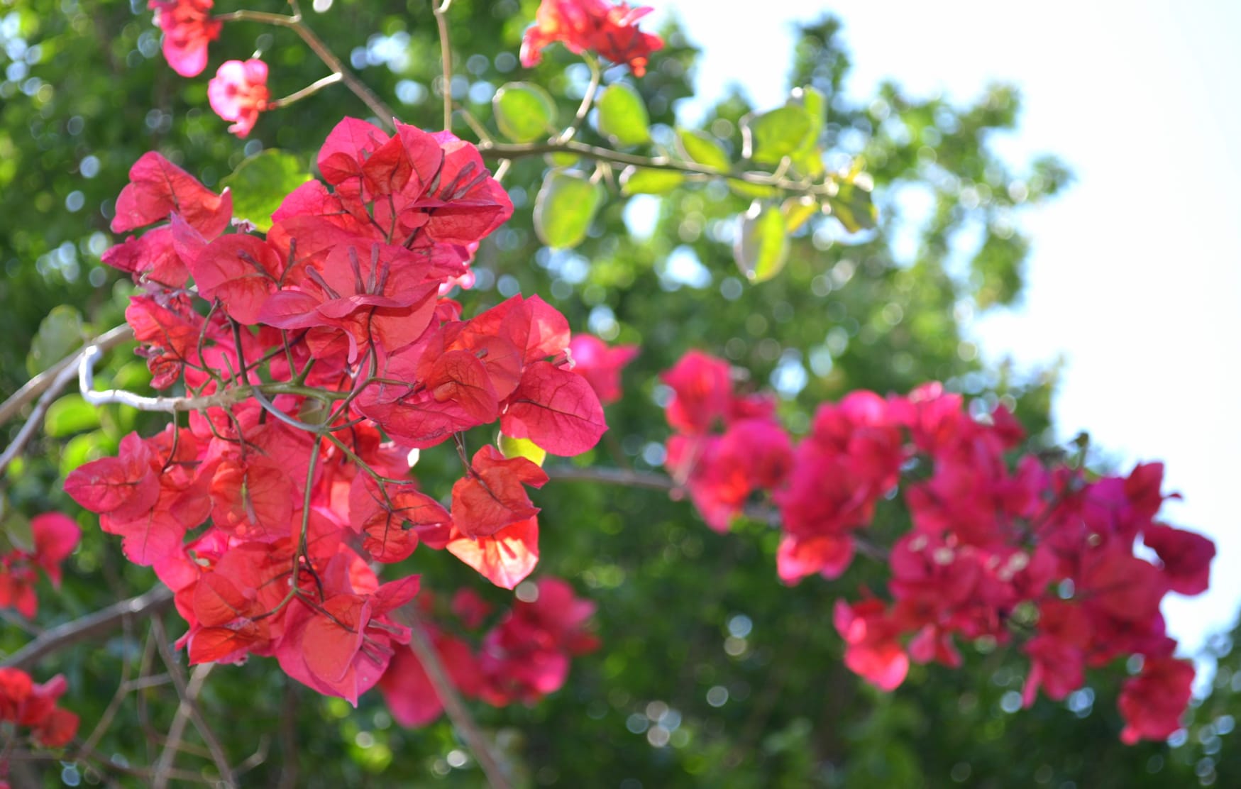 A Beautiful Bougainvillea Tree - Bougainvillea Glabra wallpapers HD quality