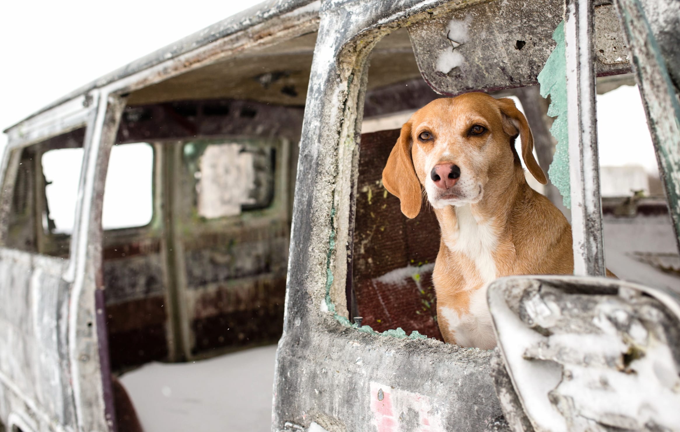 A Loyal Companion of a Dog in an Old Van wallpapers HD quality