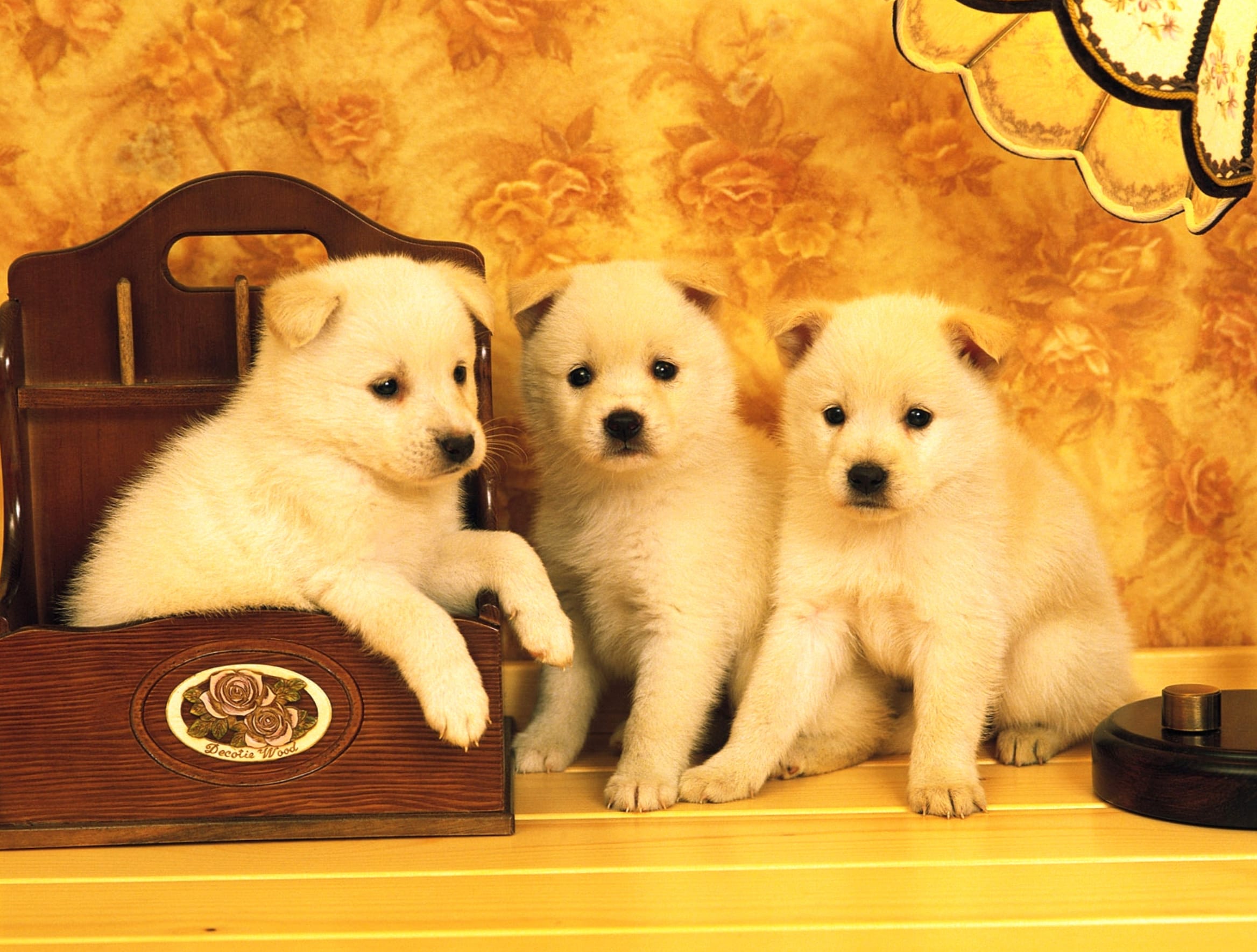 Adorable Akita Puppies at 1600 x 1200 size wallpapers HD quality