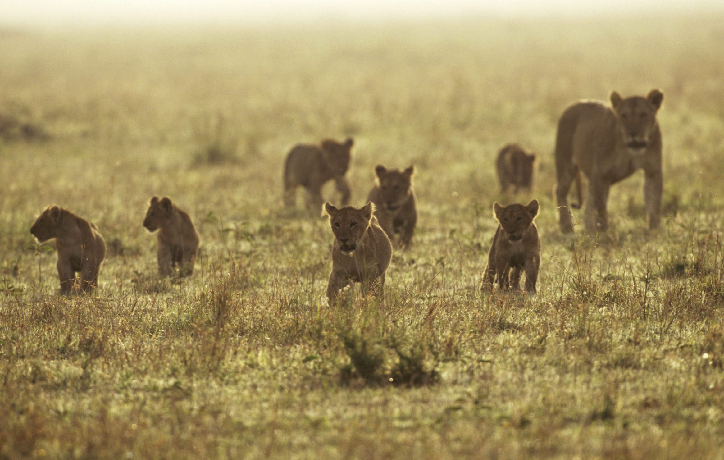 Adorable Baby Lions A Stunning Experience wallpapers HD quality