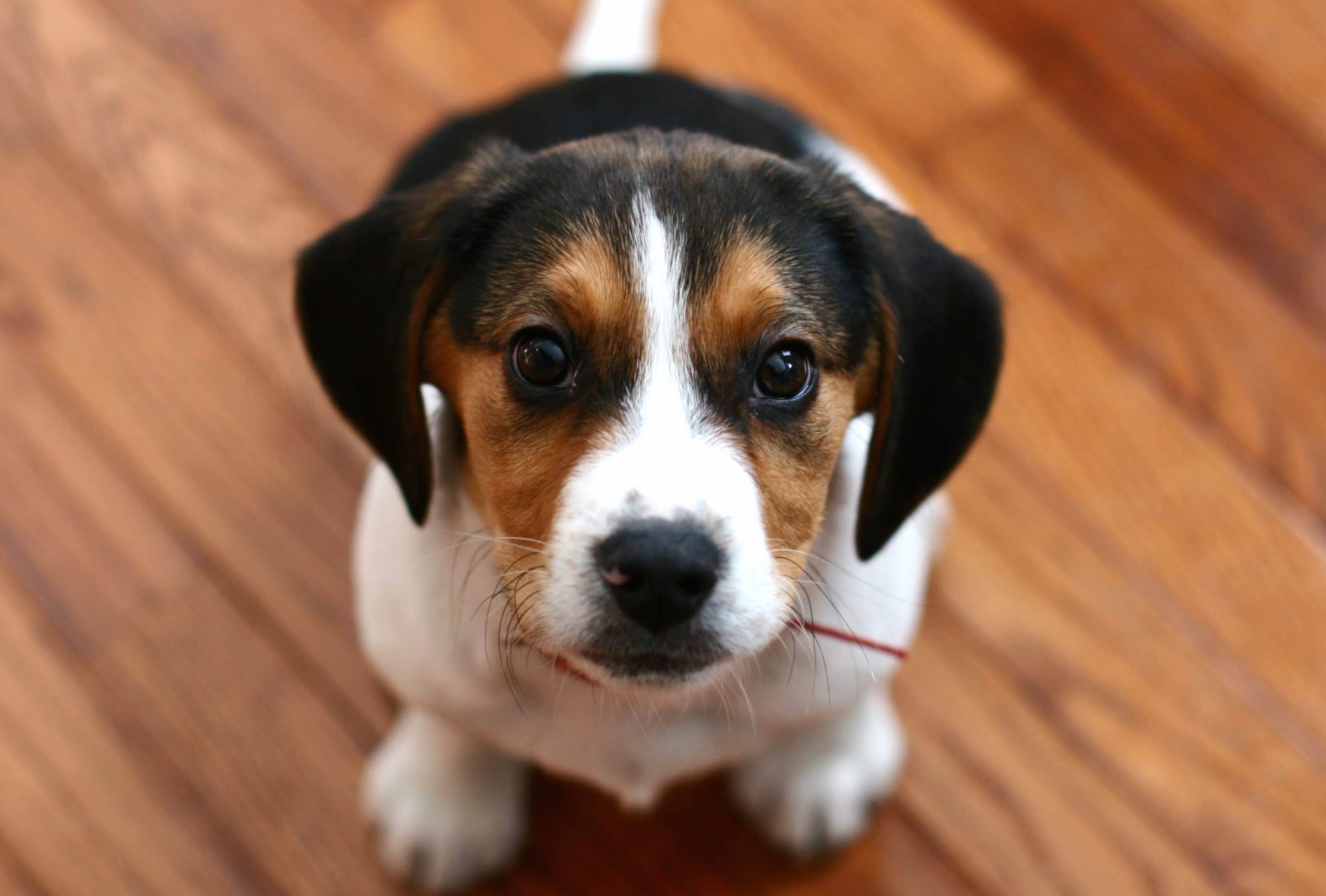 Adorable Beagle Puppy at 1920 x 1080 HD size wallpapers HD quality