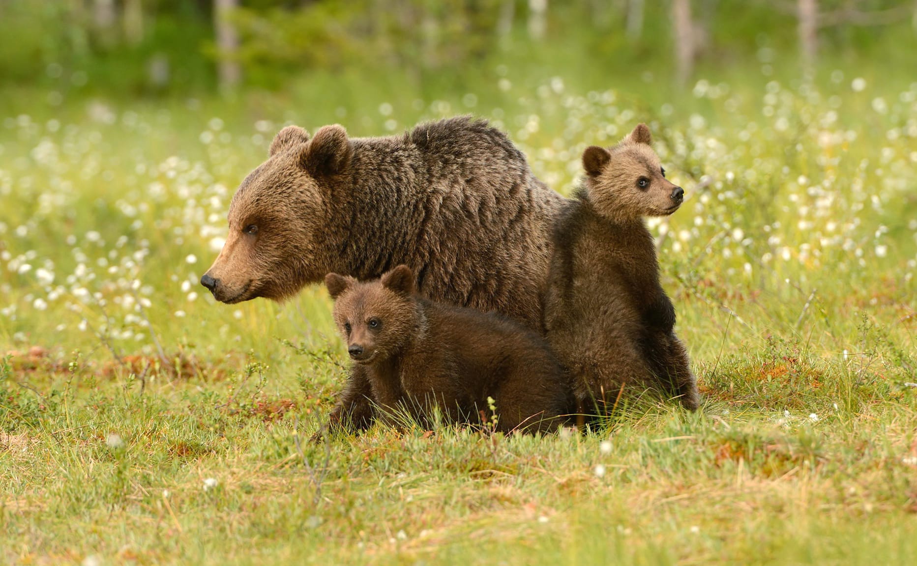 Adorable Bear Cubs wallpapers HD Adorable Bear Cubs wallpapers HD quality