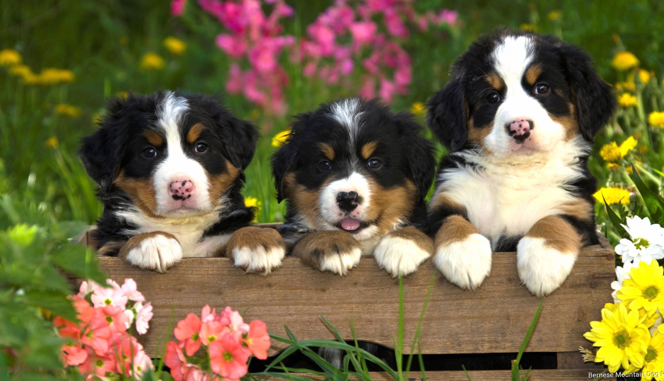 Adorable Bernese Puppies in Flower Field wallpapers HD quality