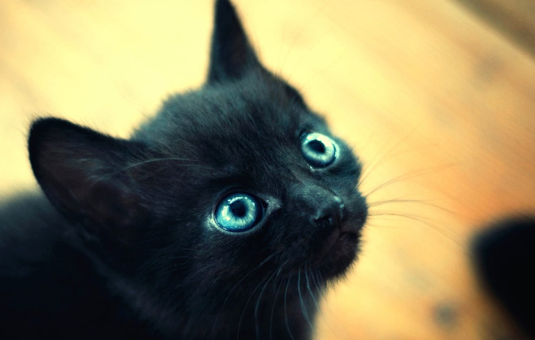 Adorable Black Cat at 1280 x 720 HD size wallpapers HD quality