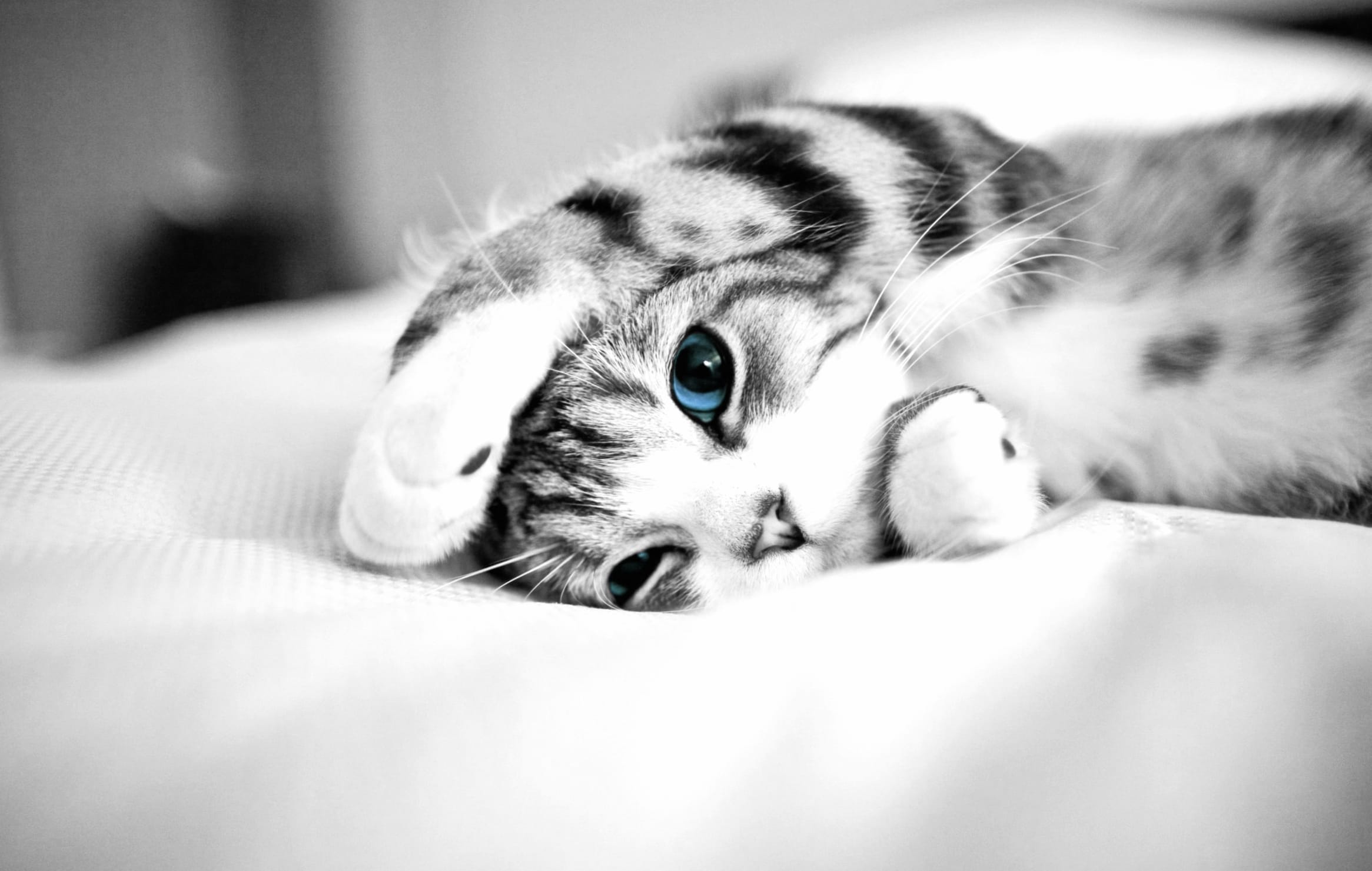 Adorable Blue-Eyed Kitten at 1536 x 864 HD size wallpapers HD quality