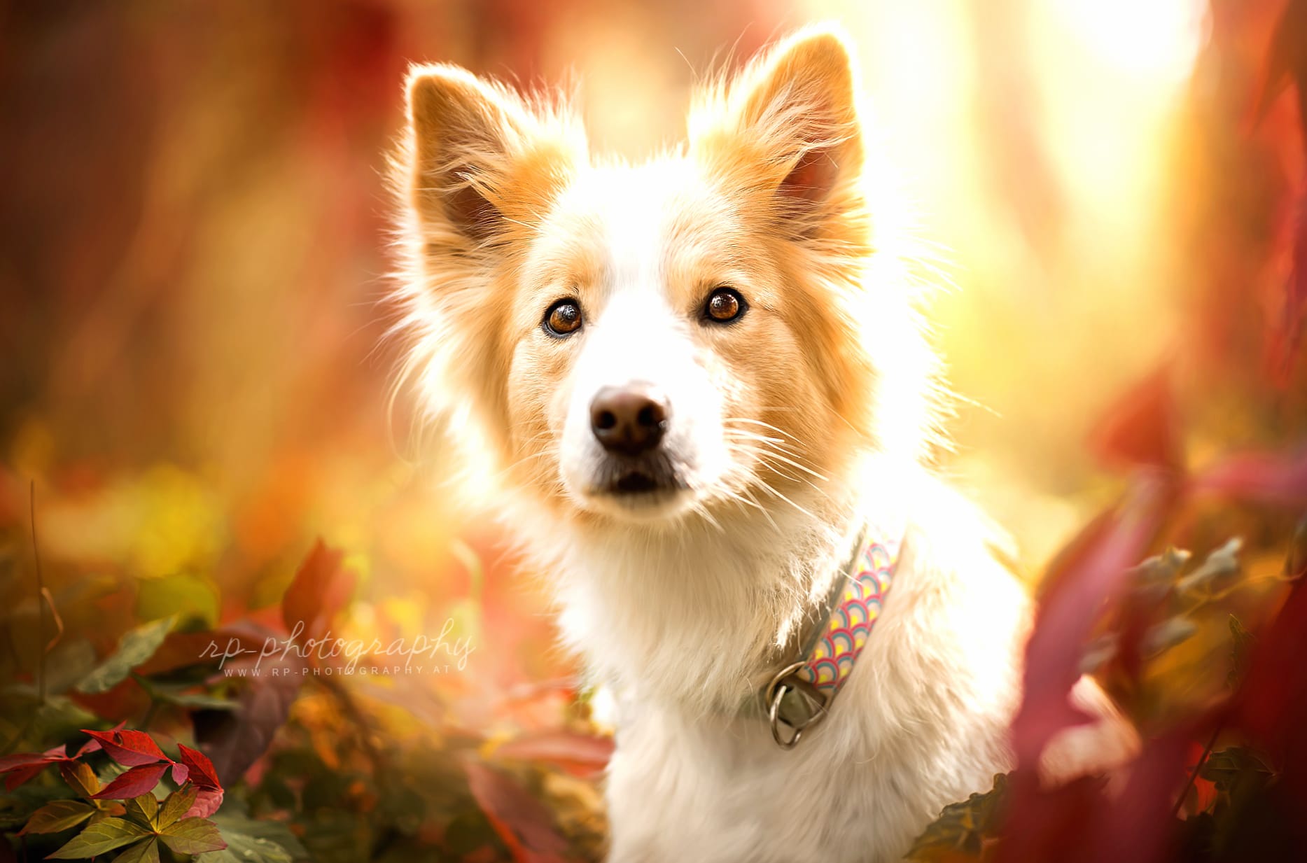 Adorable Border Collie wallpapers HD quality