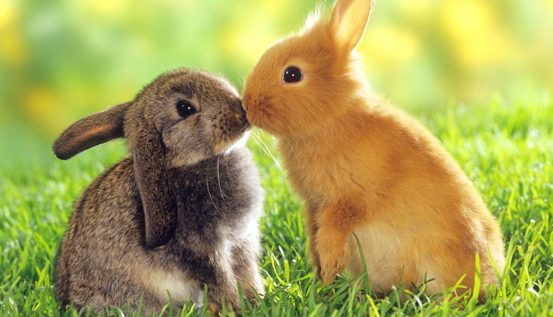 Adorable Bunny Duo wallpapers HD quality