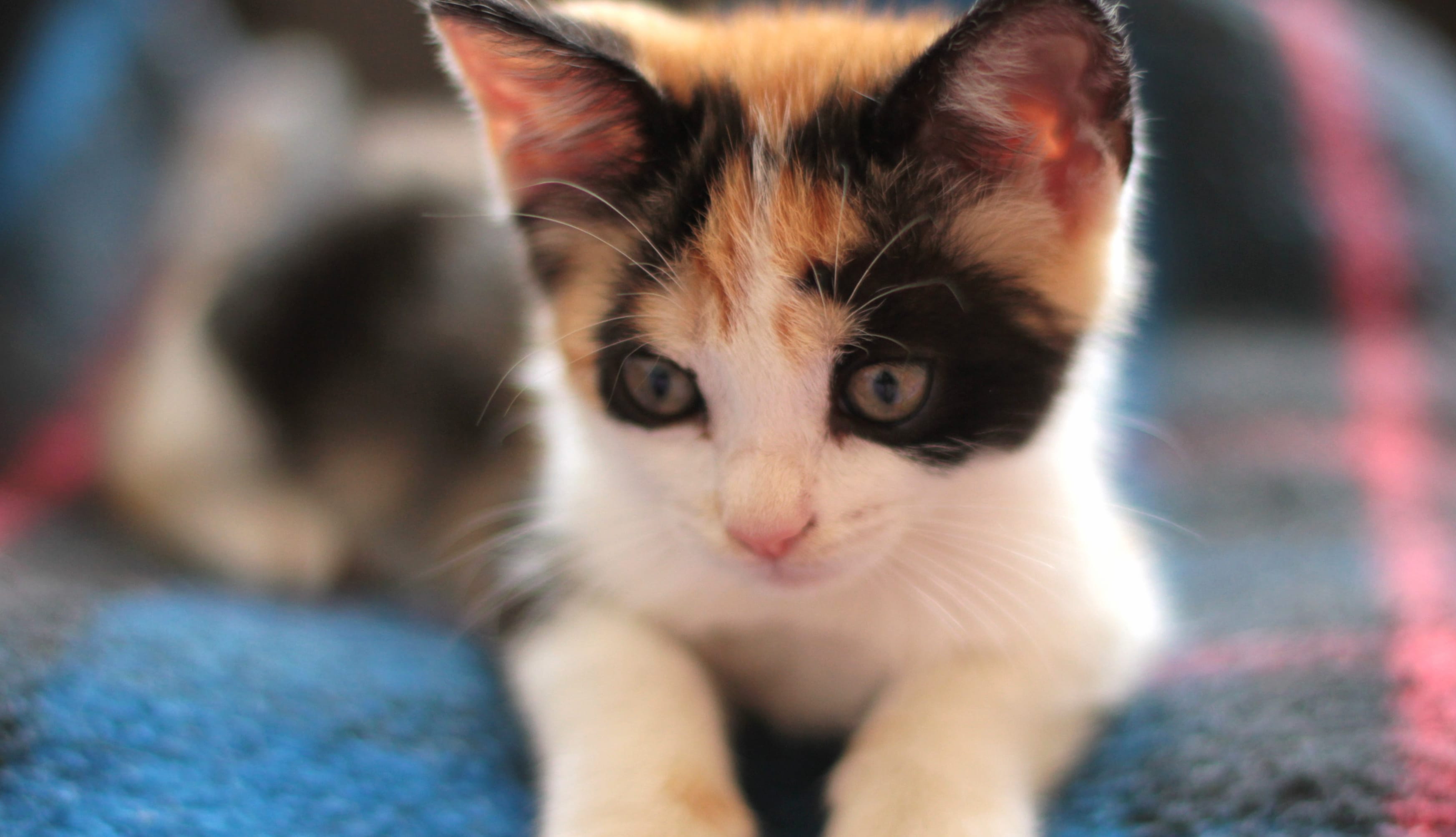 Adorable Calico Kitten in HD wallpapers HD Adorable Calico Kitten in HD wallpapers HD quality