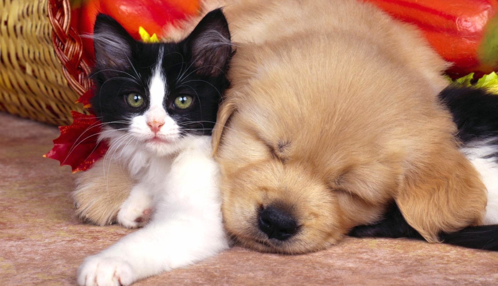 Adorable Cat and Dog wallpapers HD quality