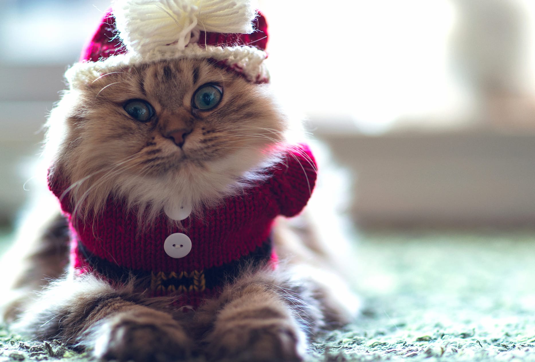 Adorable Cat in Santa Outfit - at 2048 x 2048 iPad size wallpapers HD quality