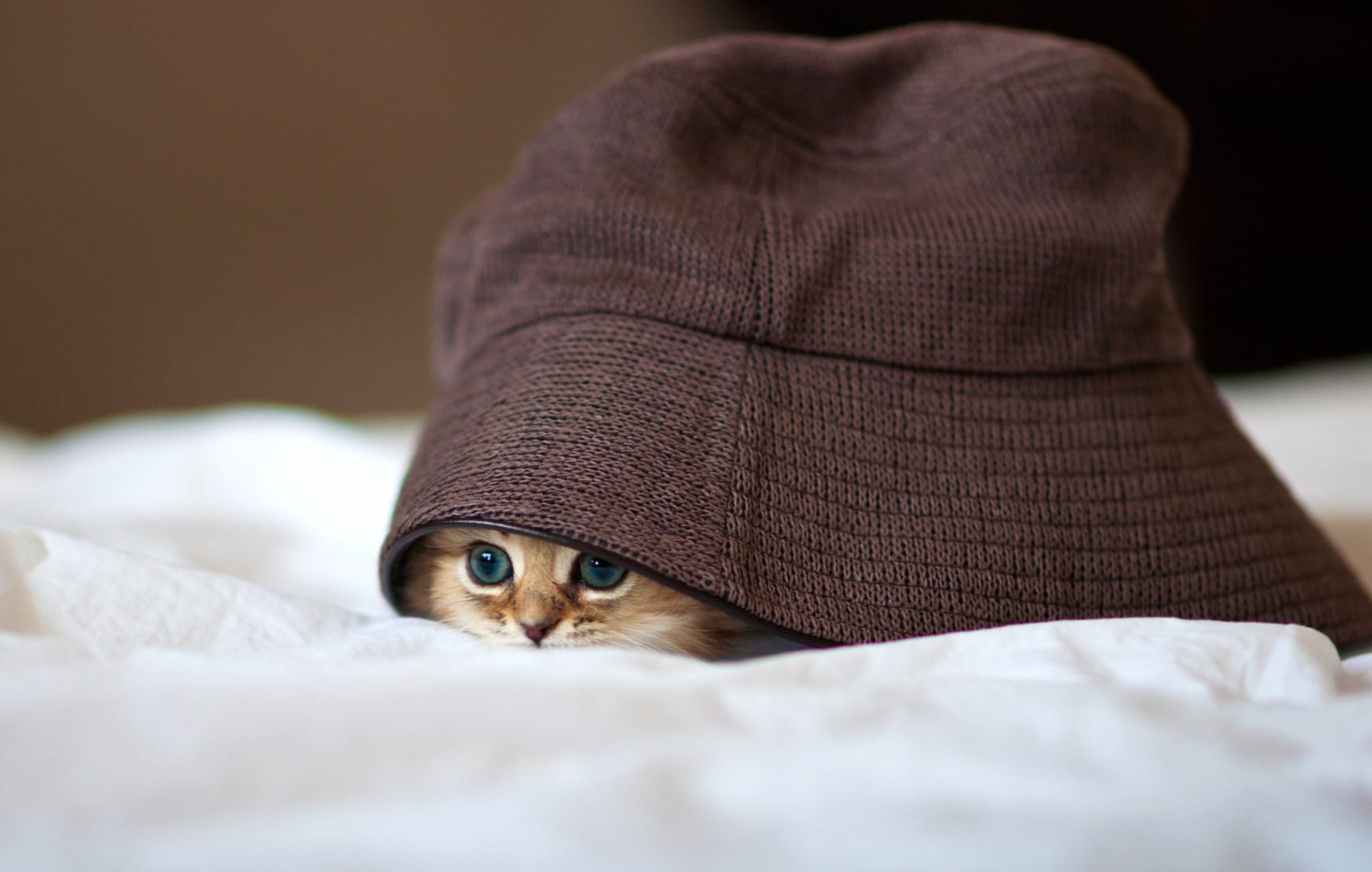 Adorable Cat Peeking for Animal Lovers at 1334 x 750 iPhone 7 size wallpapers HD quality