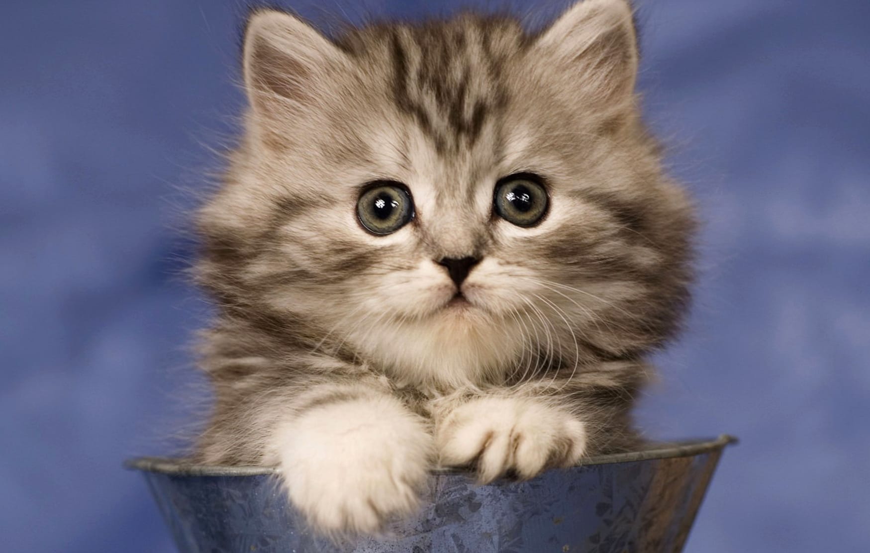 Adorable Cat Playful Kitten in a Pot at 2048 x 2048 iPad size wallpapers HD quality