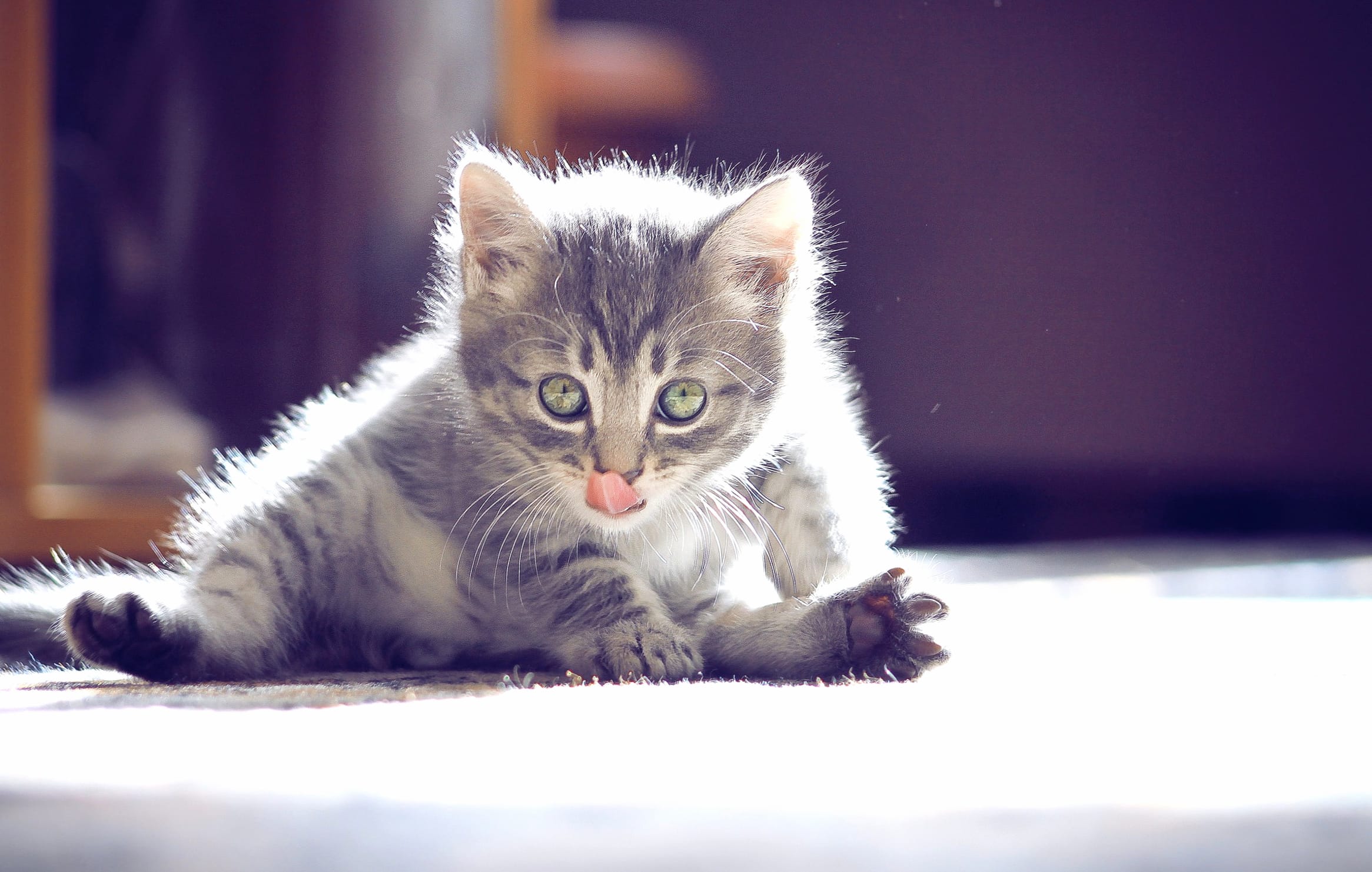 Adorable Cat Playful Moments Captured wallpapers HD quality