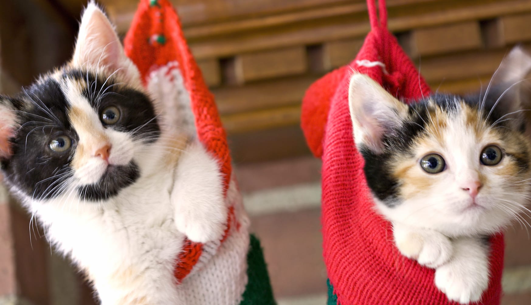 Adorable Cats in Cozy Stockings - wallpapers HD Adorable Cats in Cozy Stockings - wallpapers HD quality