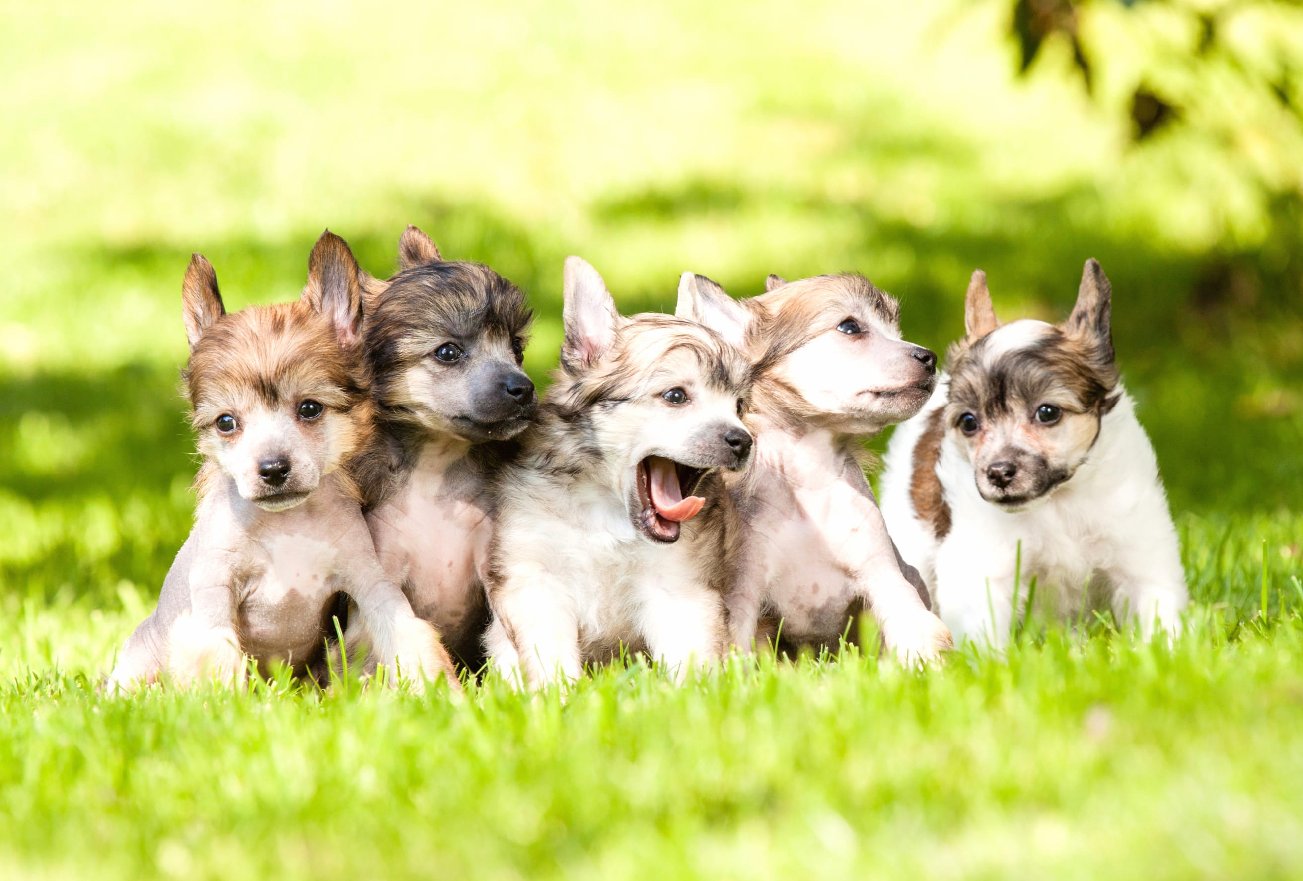 Adorable Chinese Crested Puppies - at 2560 x 1440 HD size wallpapers HD quality