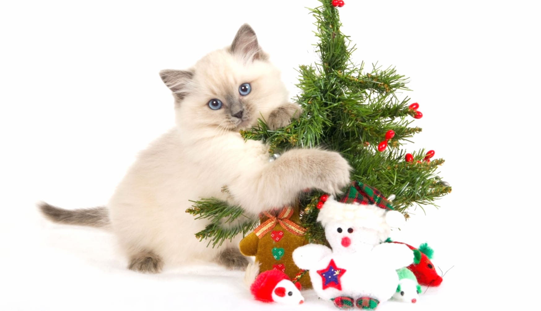 Adorable Christmas Cat & Tree wallpapers HD quality