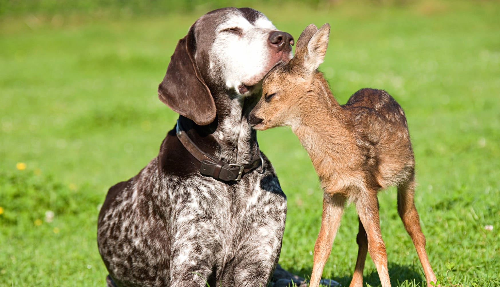 Adorable Deer and Dog Friendship wallpapers HD quality