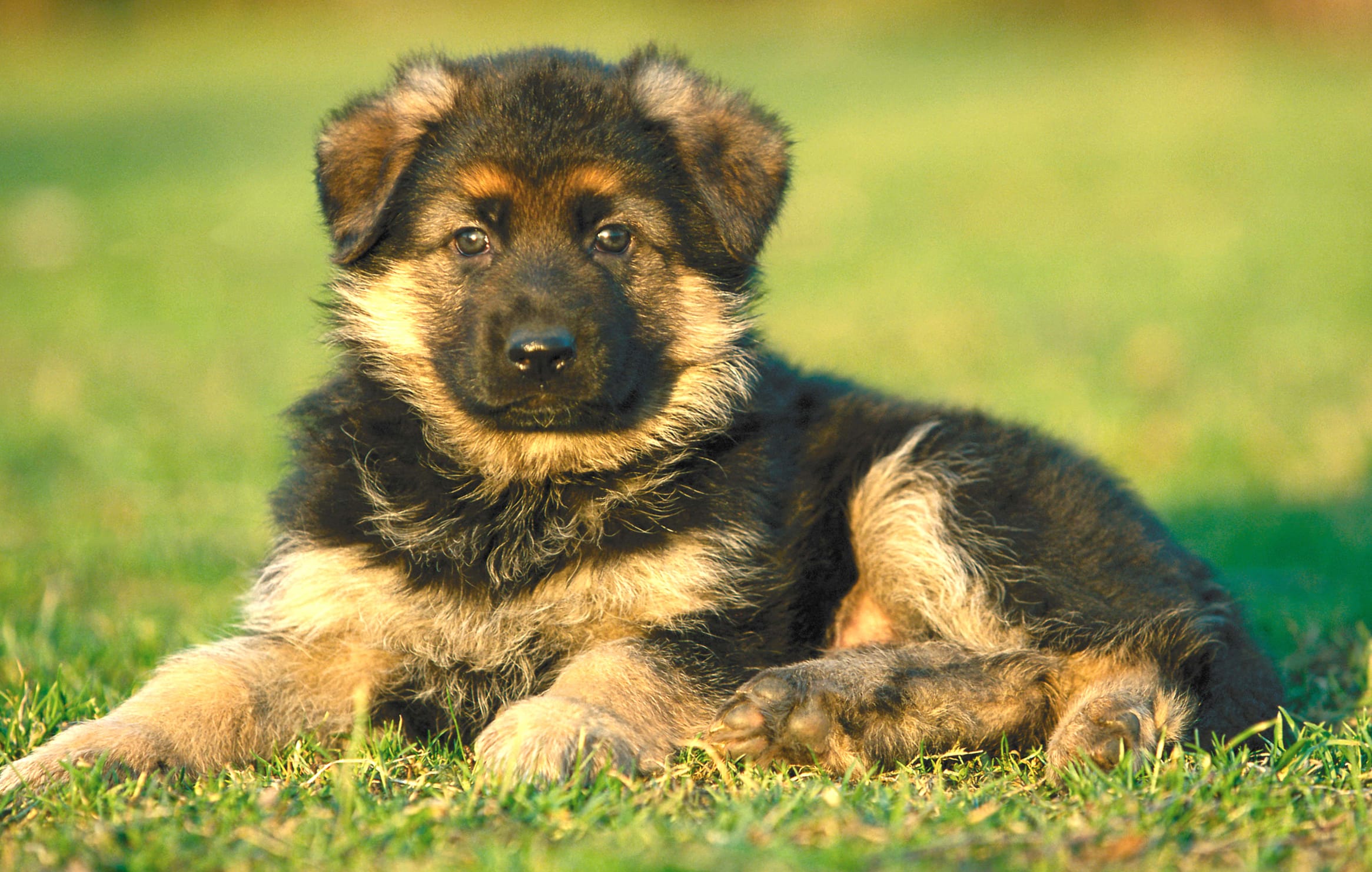 Adorable Dog Puppy wallpapers HD quality