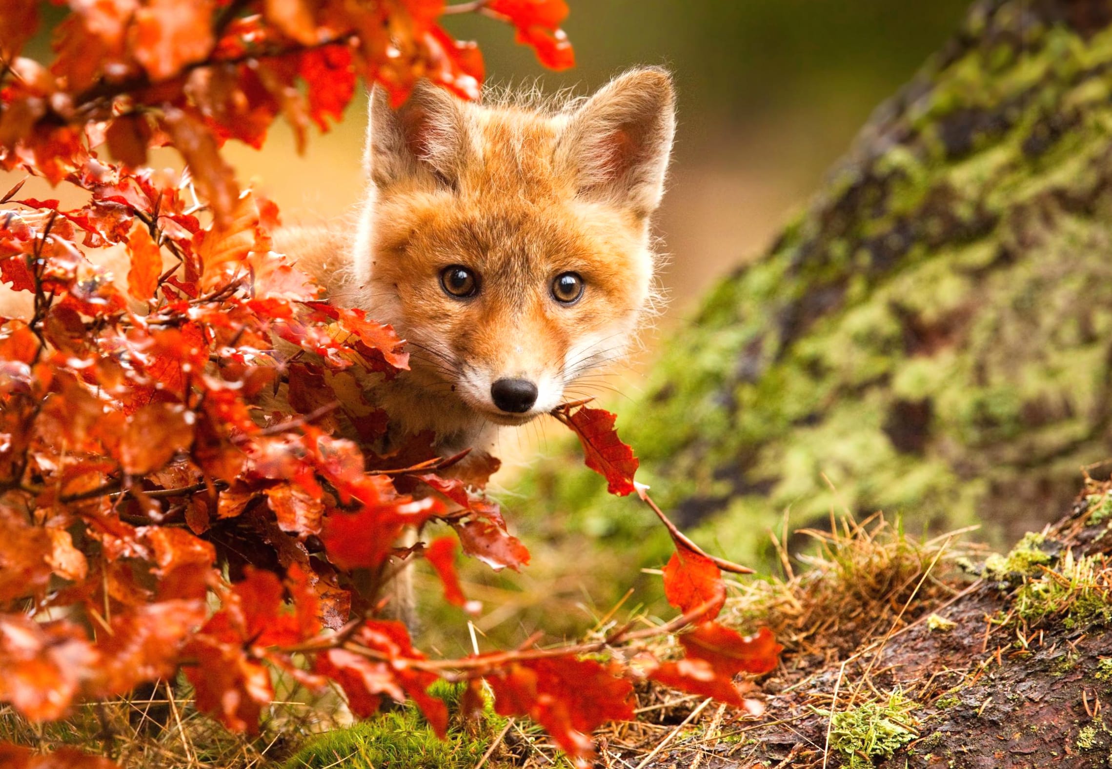 Adorable Fall Fox Cub at 2560 x 1440 HD size wallpapers HD quality