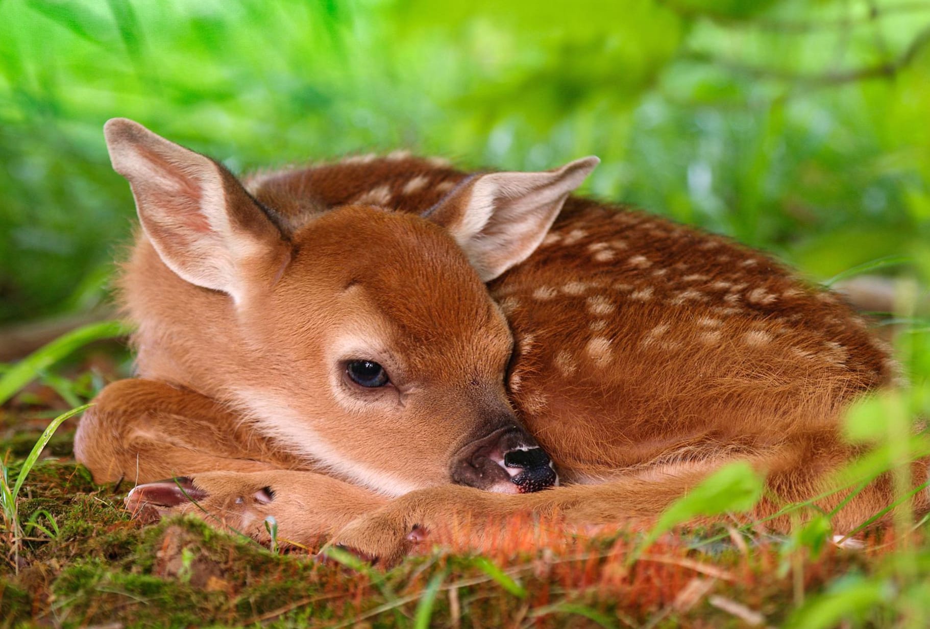 Adorable Fawn wallpapers HD quality