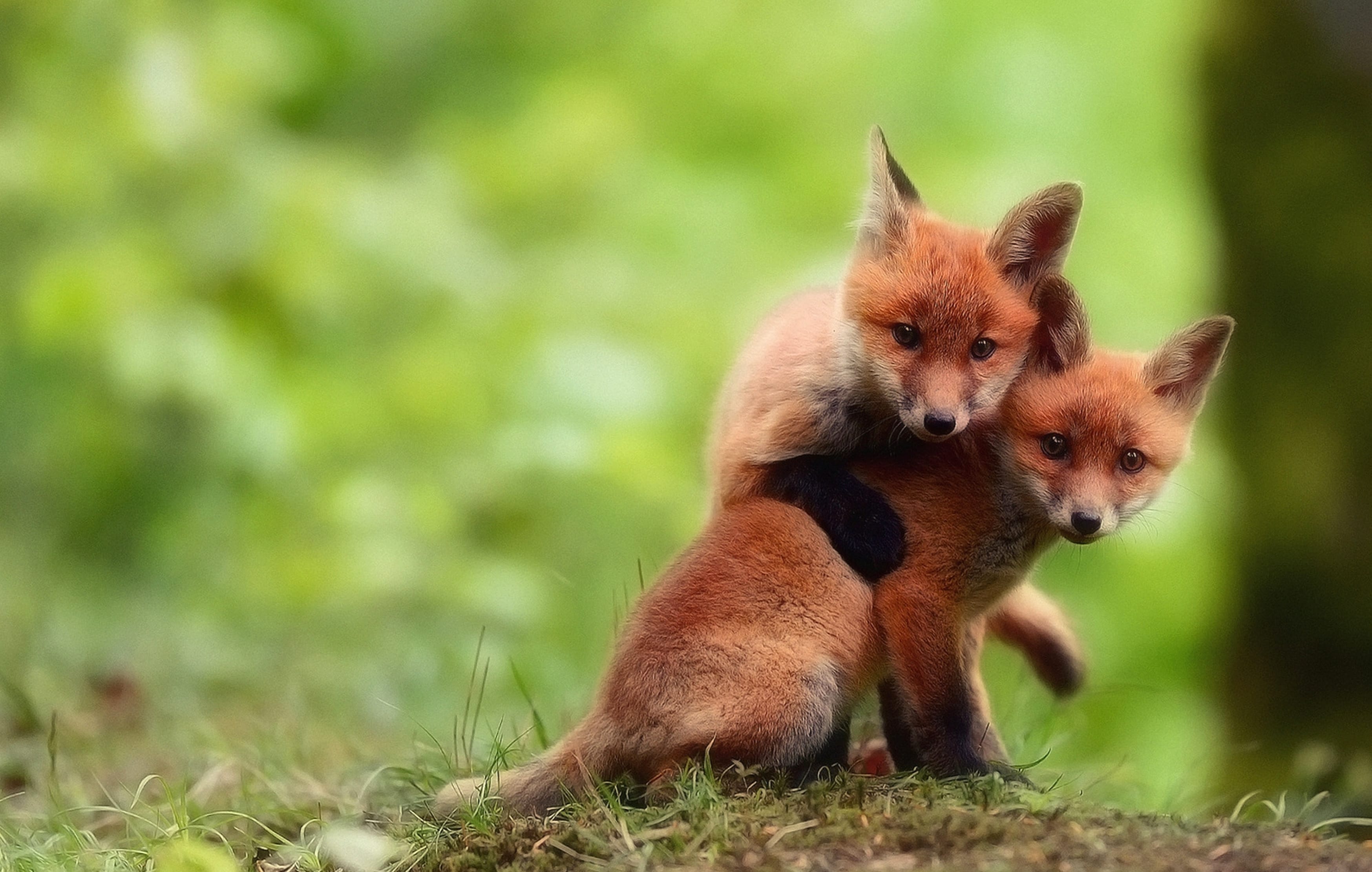 Adorable Fox Pals - wallpapers HD Adorable Fox Pals - wallpapers HD quality