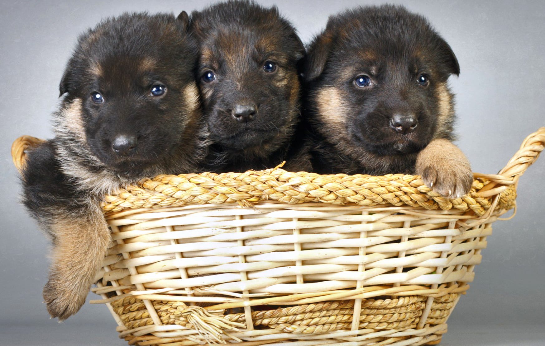 Adorable German Shepherd Puppies wallpapers HD quality