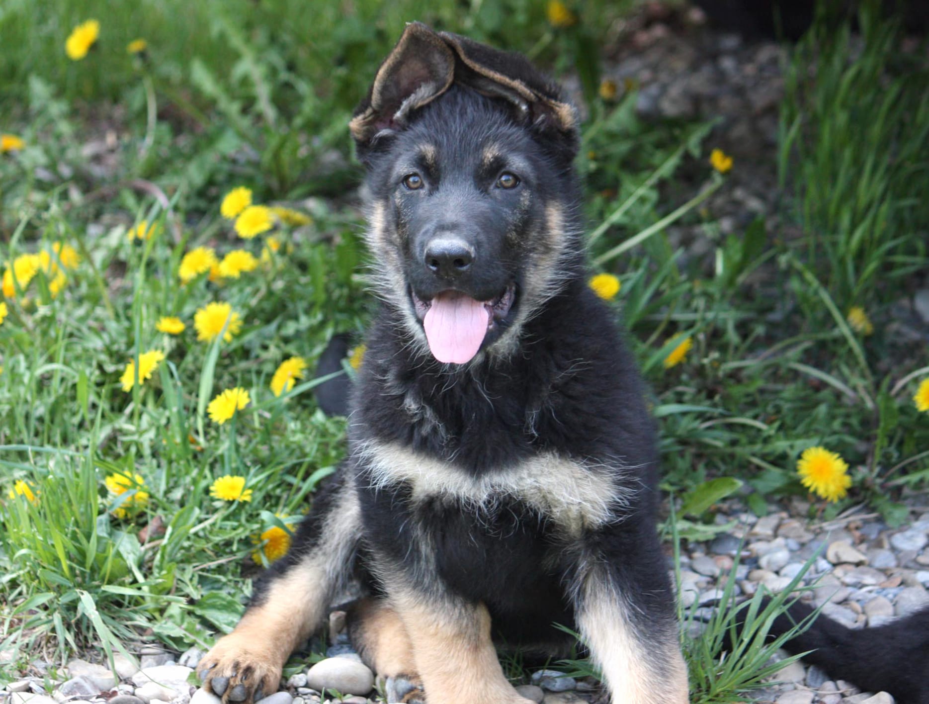 Adorable German Shepherd Puppy - wallpapers HD quality