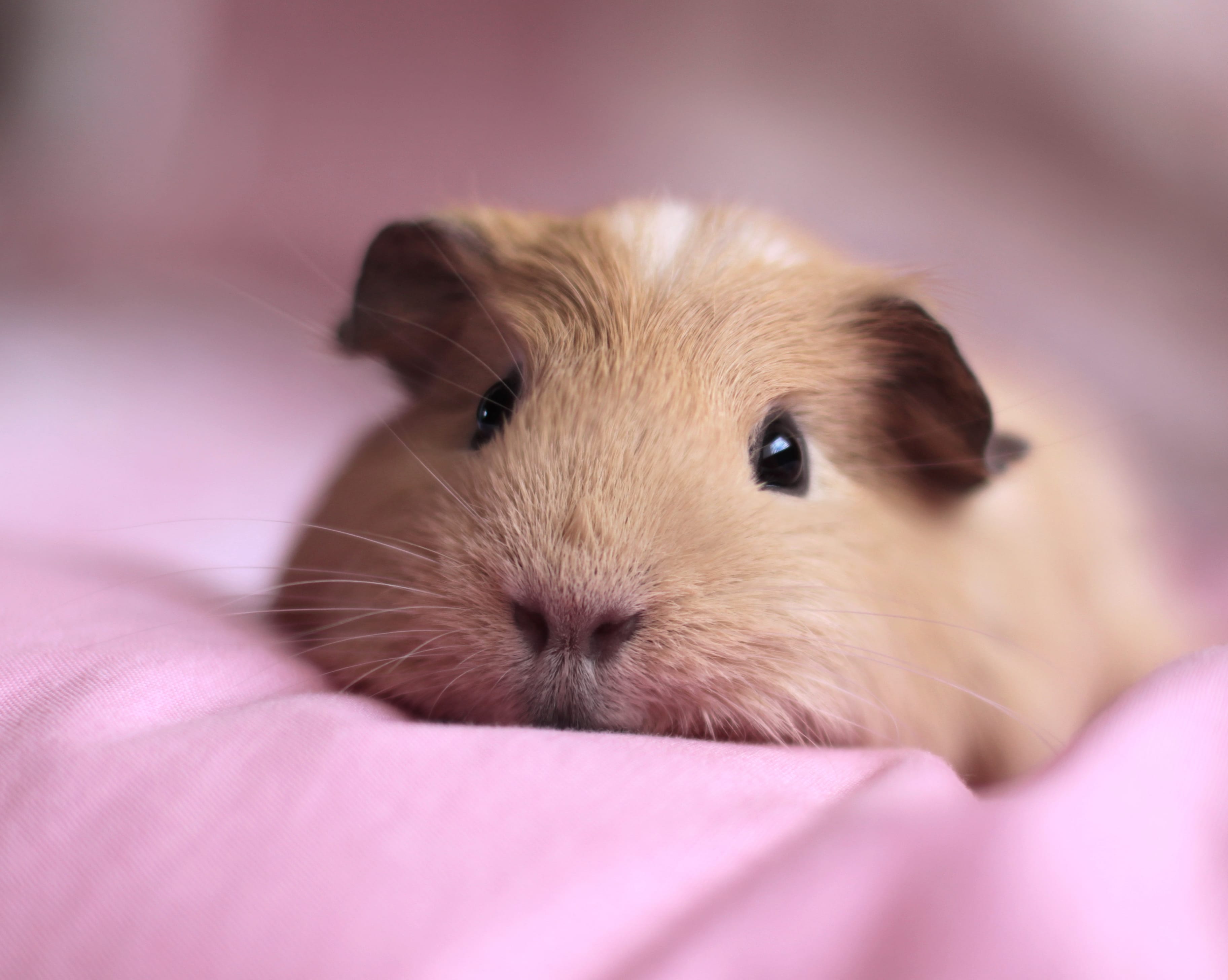 Adorable Guinea Pig in at 640 x 1136 iPhone 5 size wallpapers HD quality