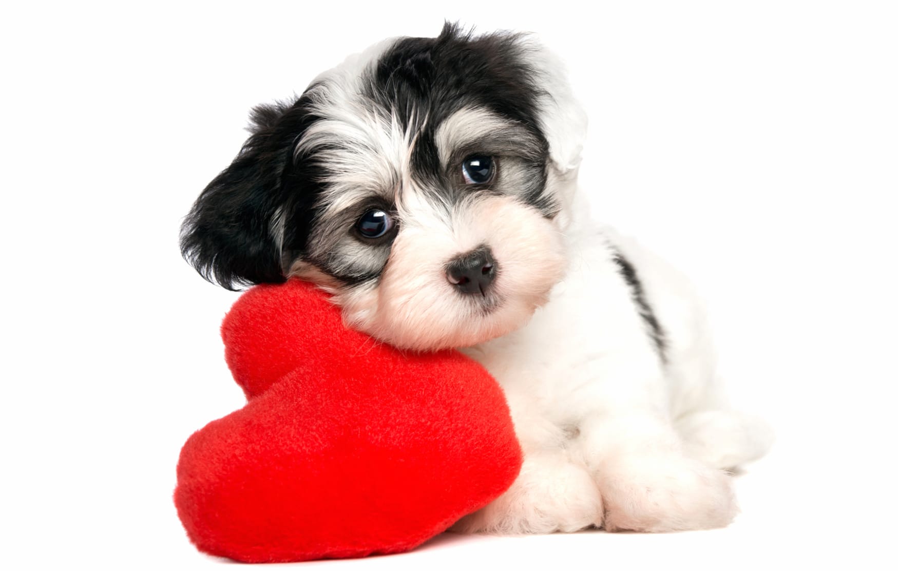 Adorable Heart Puppy wallpapers HD quality