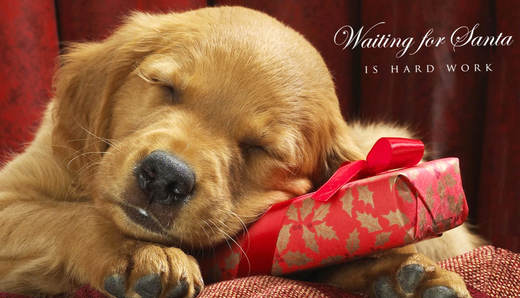 Adorable Holiday Pup at 2048 x 2048 iPad size wallpapers HD quality