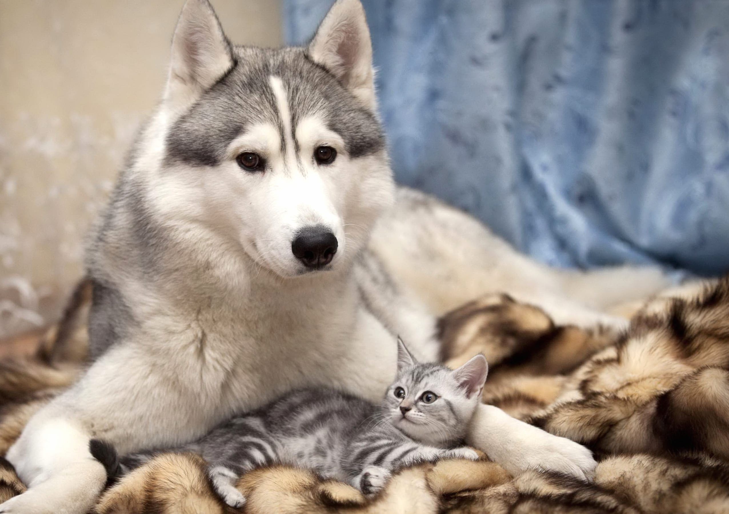 Adorable Husky and Kitten at 1600 x 1200 size wallpapers HD quality