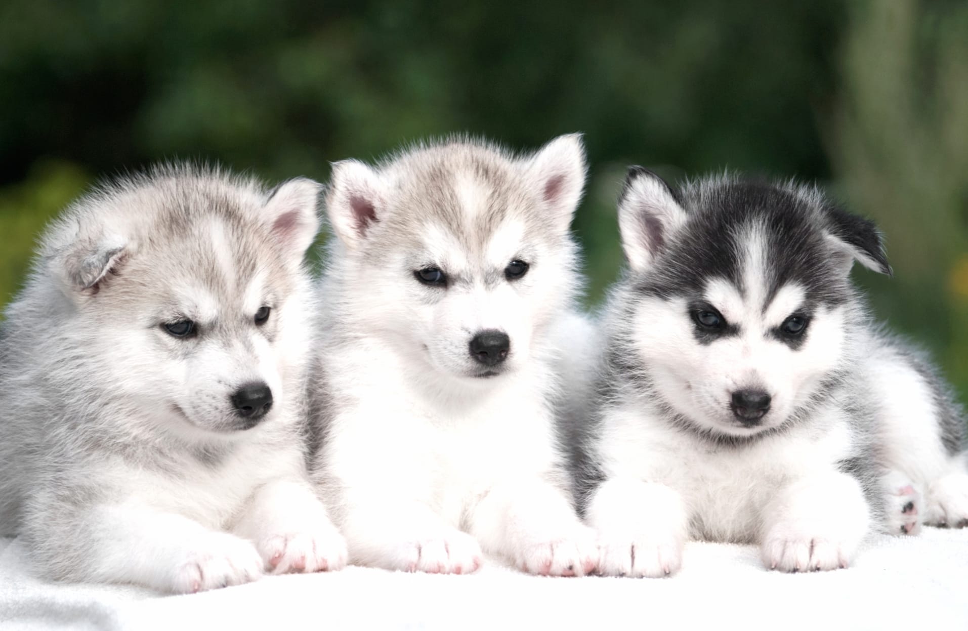 Adorable Husky Puppies - at 1024 x 1024 iPad size wallpapers HD quality