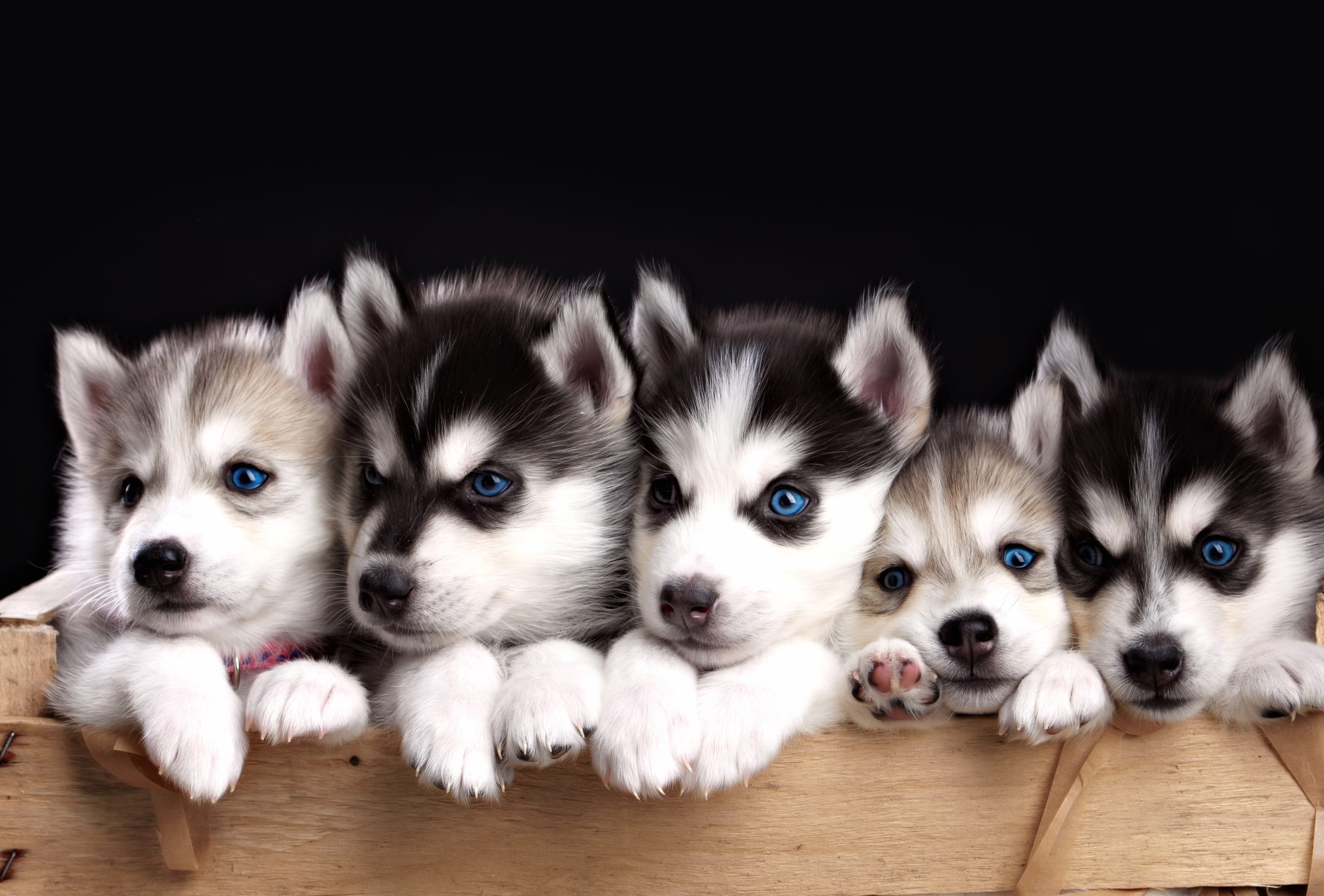 Adorable Husky Puppies with Blue Eyes - wallpapers HD quality