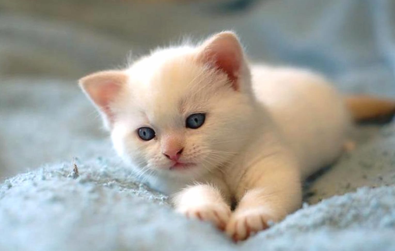 Adorable Kitten at 1920 x 1080 HD size wallpapers HD quality