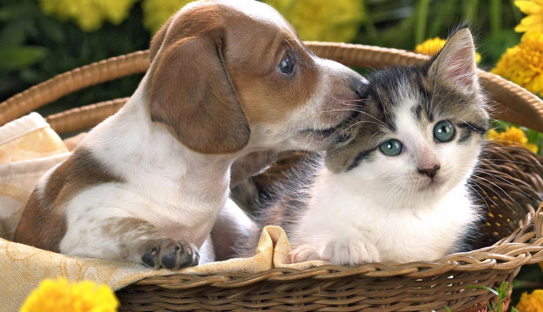 Adorable Kitten & Puppy in Basket wallpapers HD quality