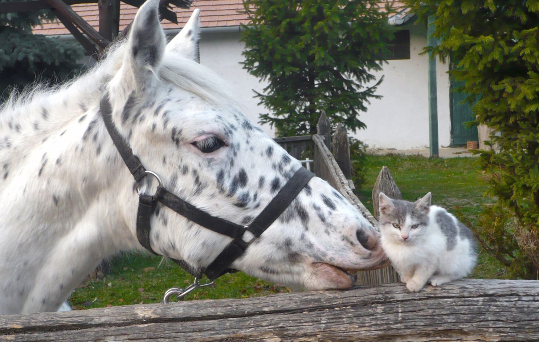 Adorable Kitten and Horse wallpapers HD quality