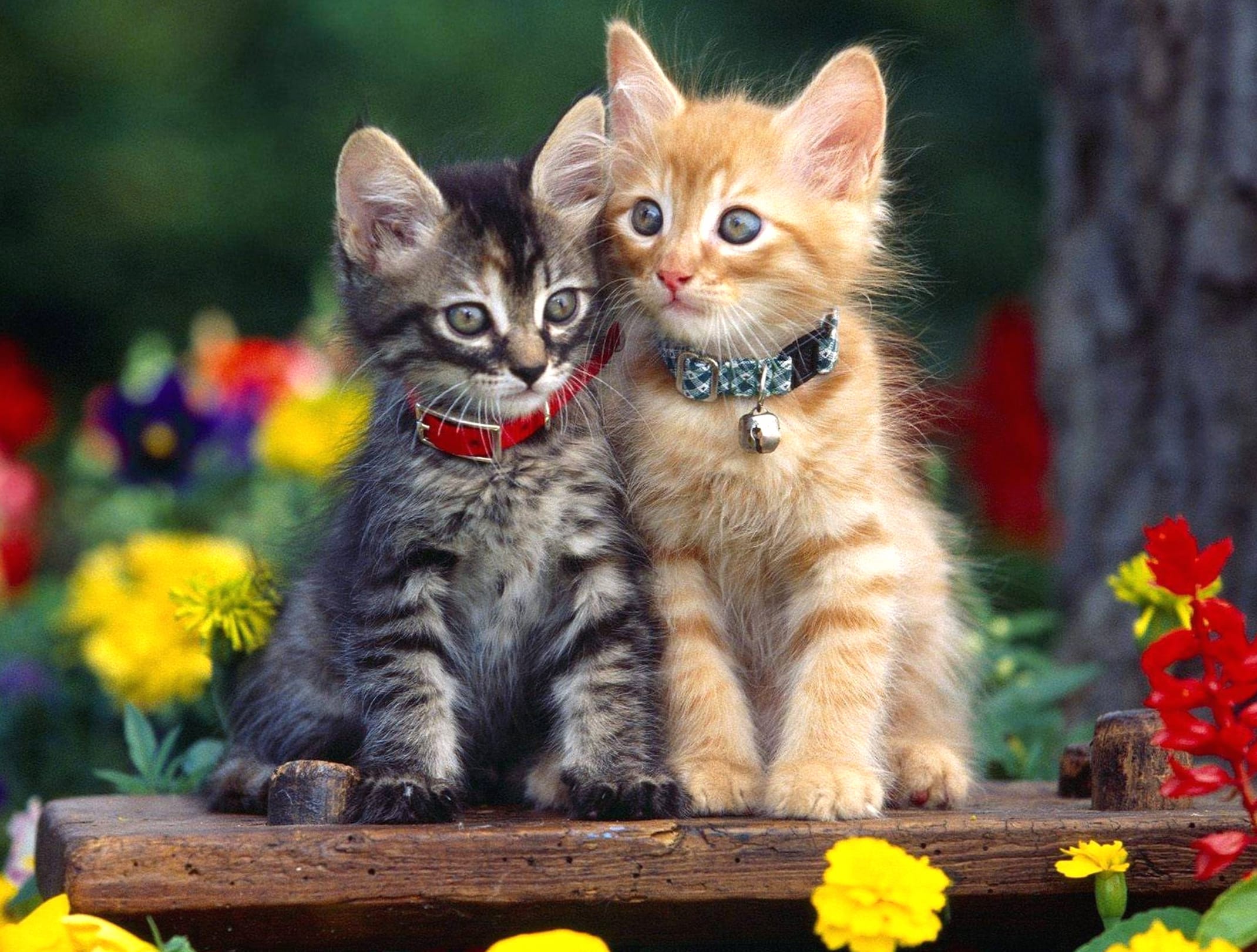 Adorable Kitten Duo at 1600 x 1200 size wallpapers HD quality