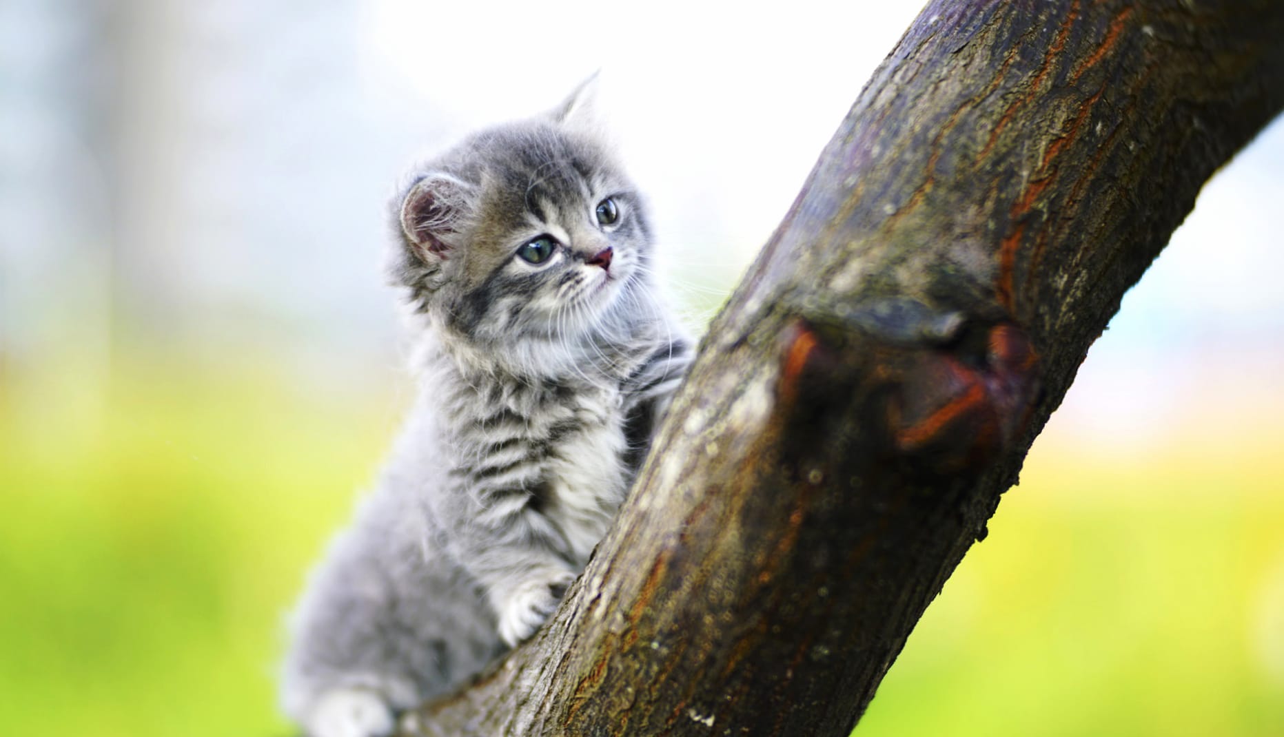 Adorable Kitten in Nature wallpapers HD quality