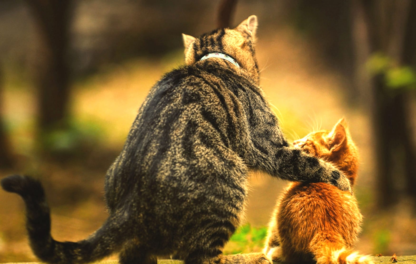 Adorable Kitten Love - wallpapers HD quality