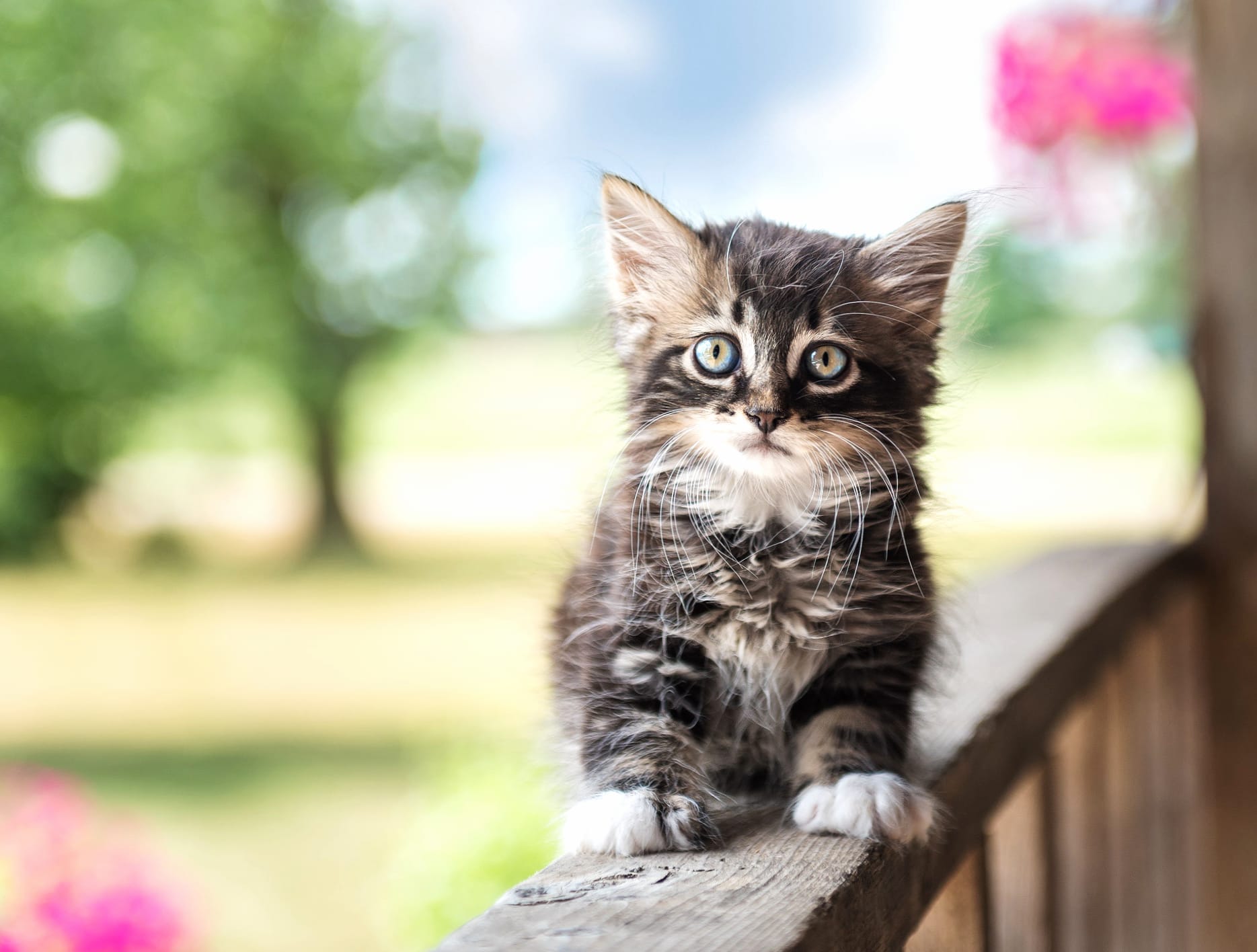 Adorable Kitten on Porch - at 1152 x 864 size wallpapers HD quality