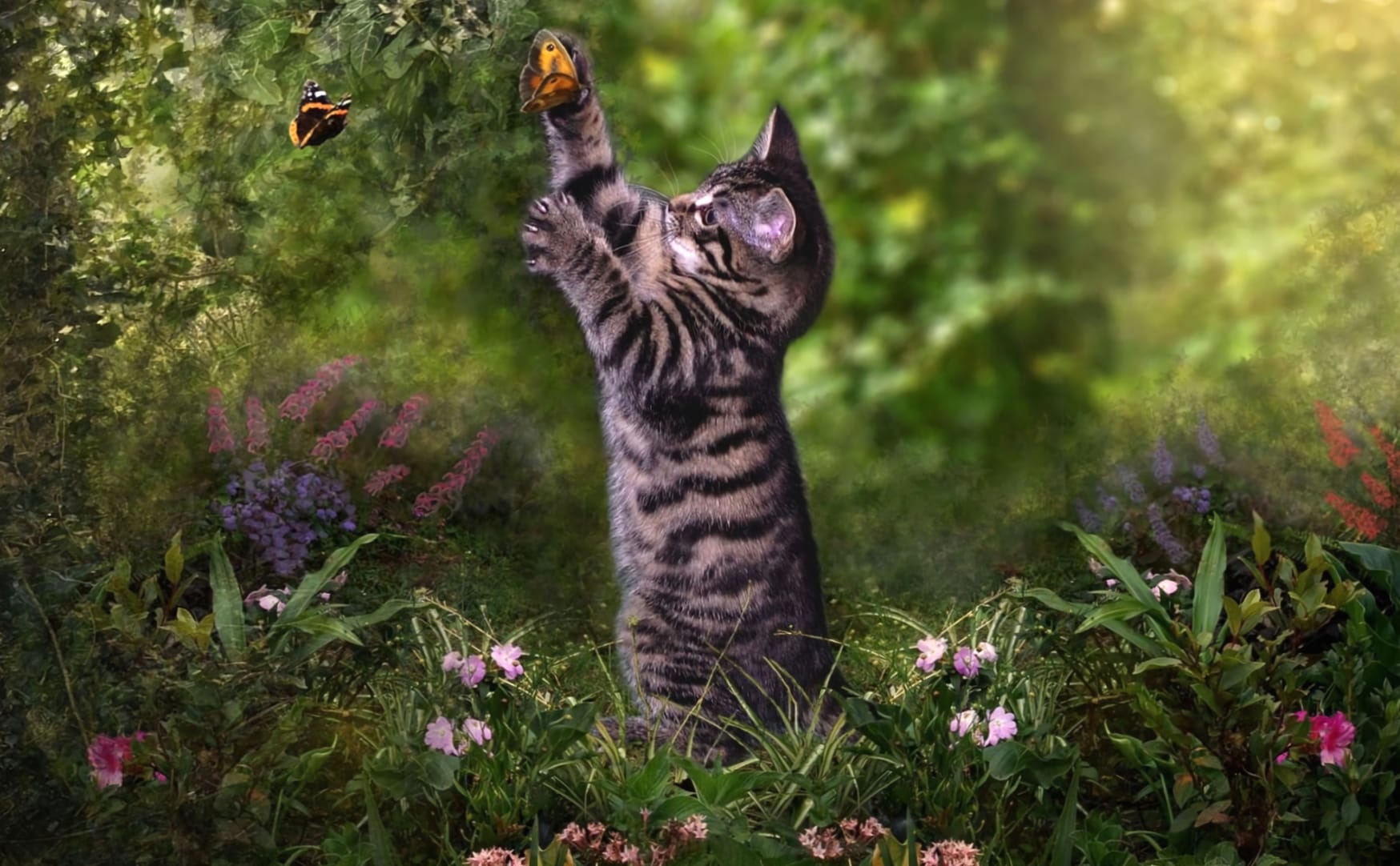 Adorable Kitten Playing with Butterfly - wallpapers HD quality