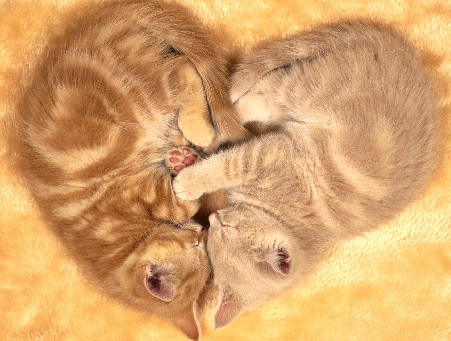 Adorable Kittens at 320 x 480 iPhone size wallpapers HD quality