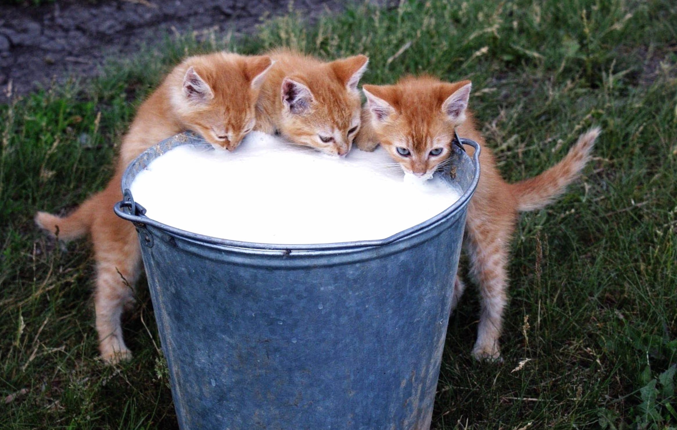 Adorable Kittens Enjoying Milk - wallpapers HD quality