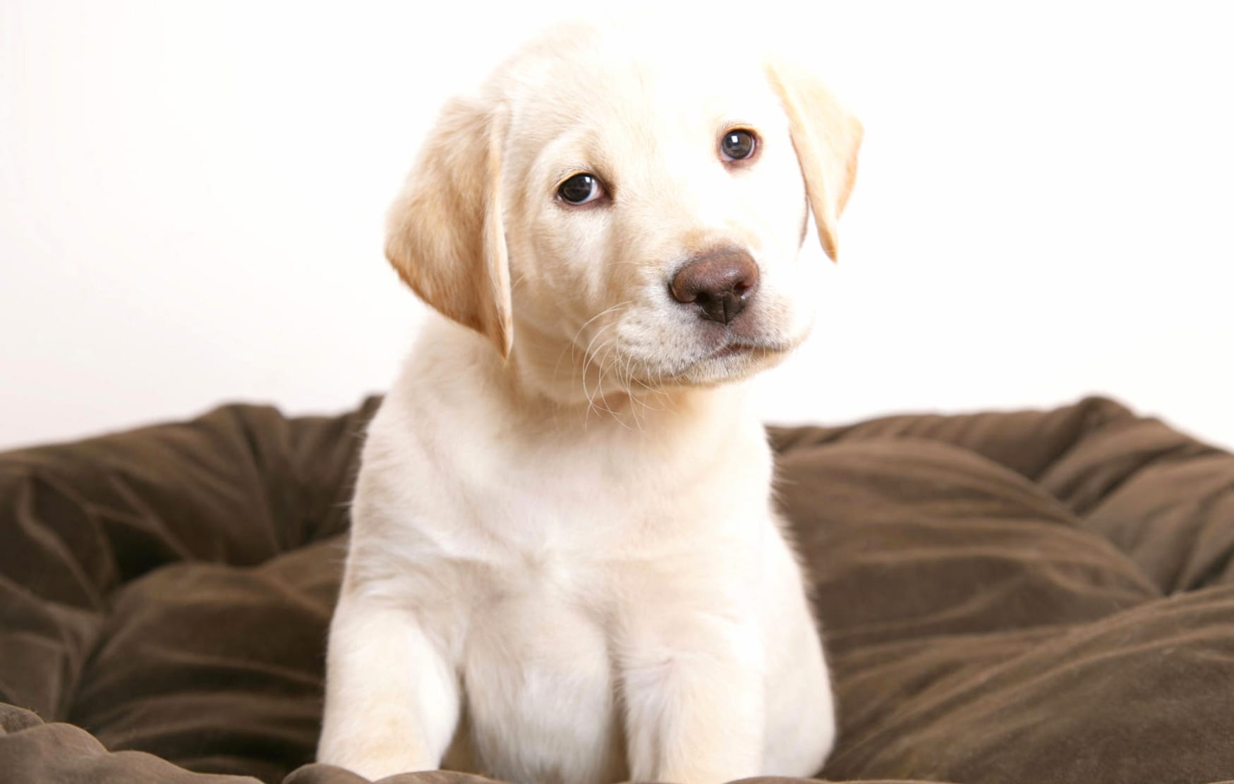 Adorable Labrador Puppy wallpapers HD quality