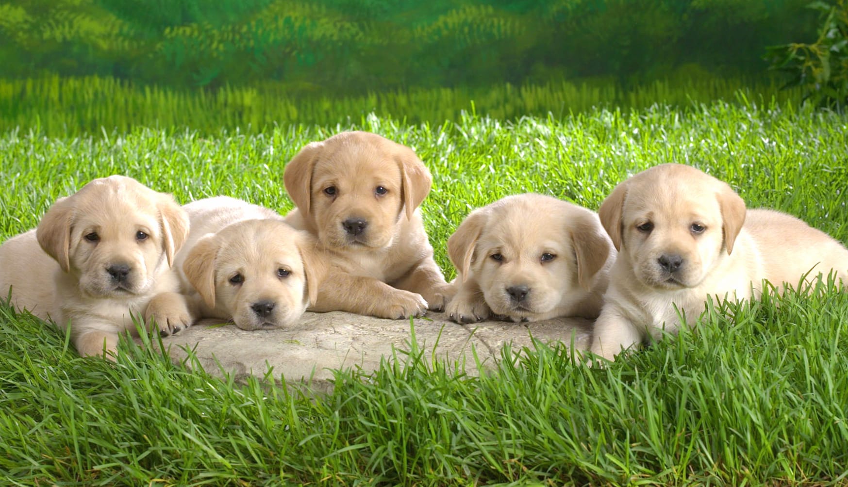 Adorable Labrador Retriever Puppies wallpapers HD quality