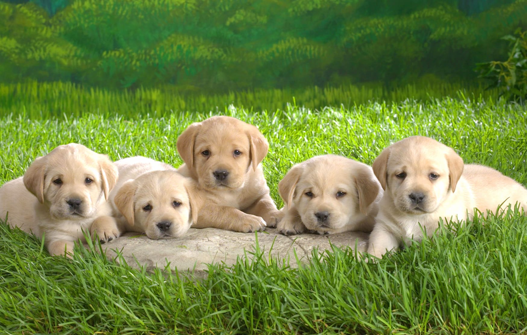 Adorable Labrador Retriever Puppies - wallpapers HD quality