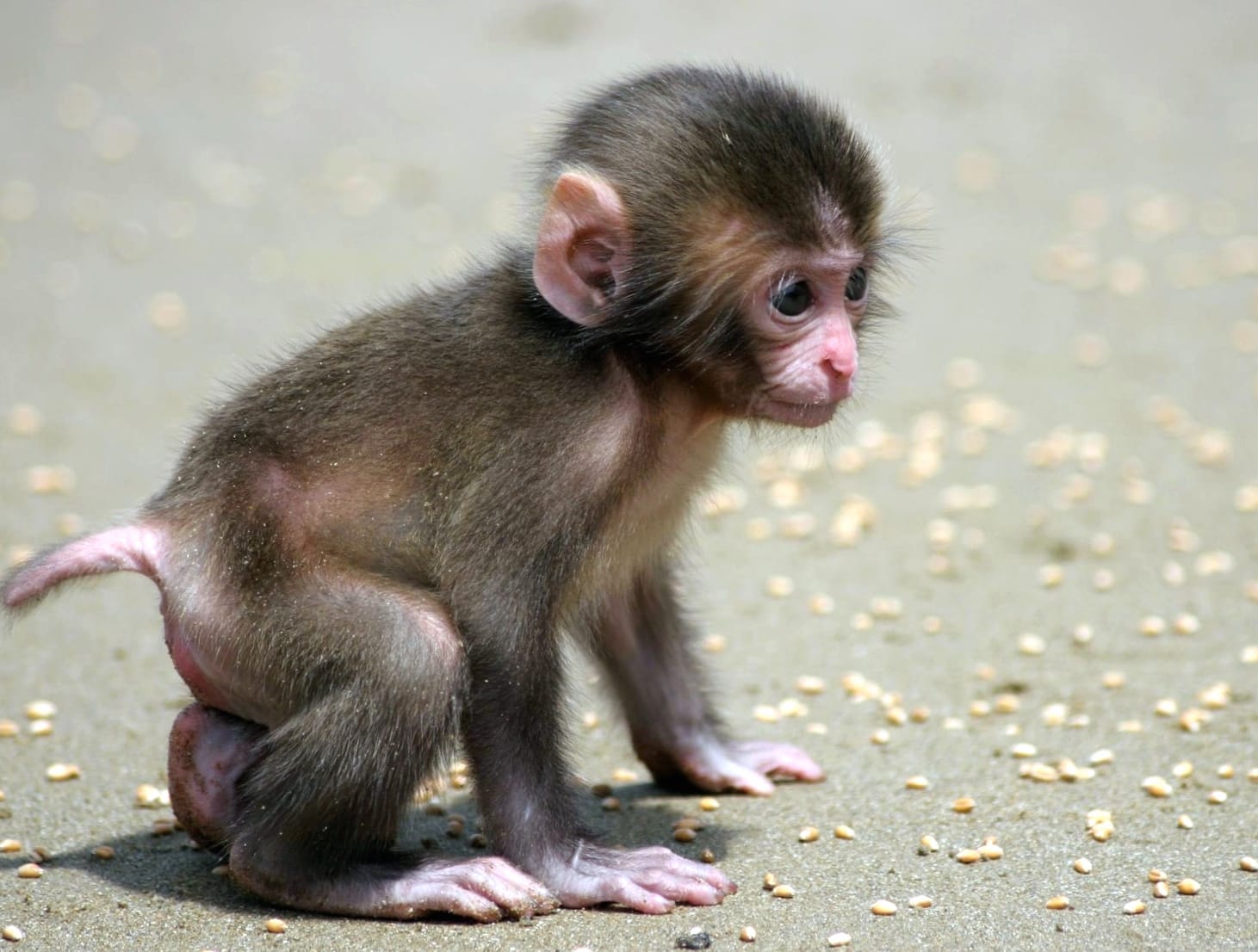 Adorable Macaque wallpapers HD quality