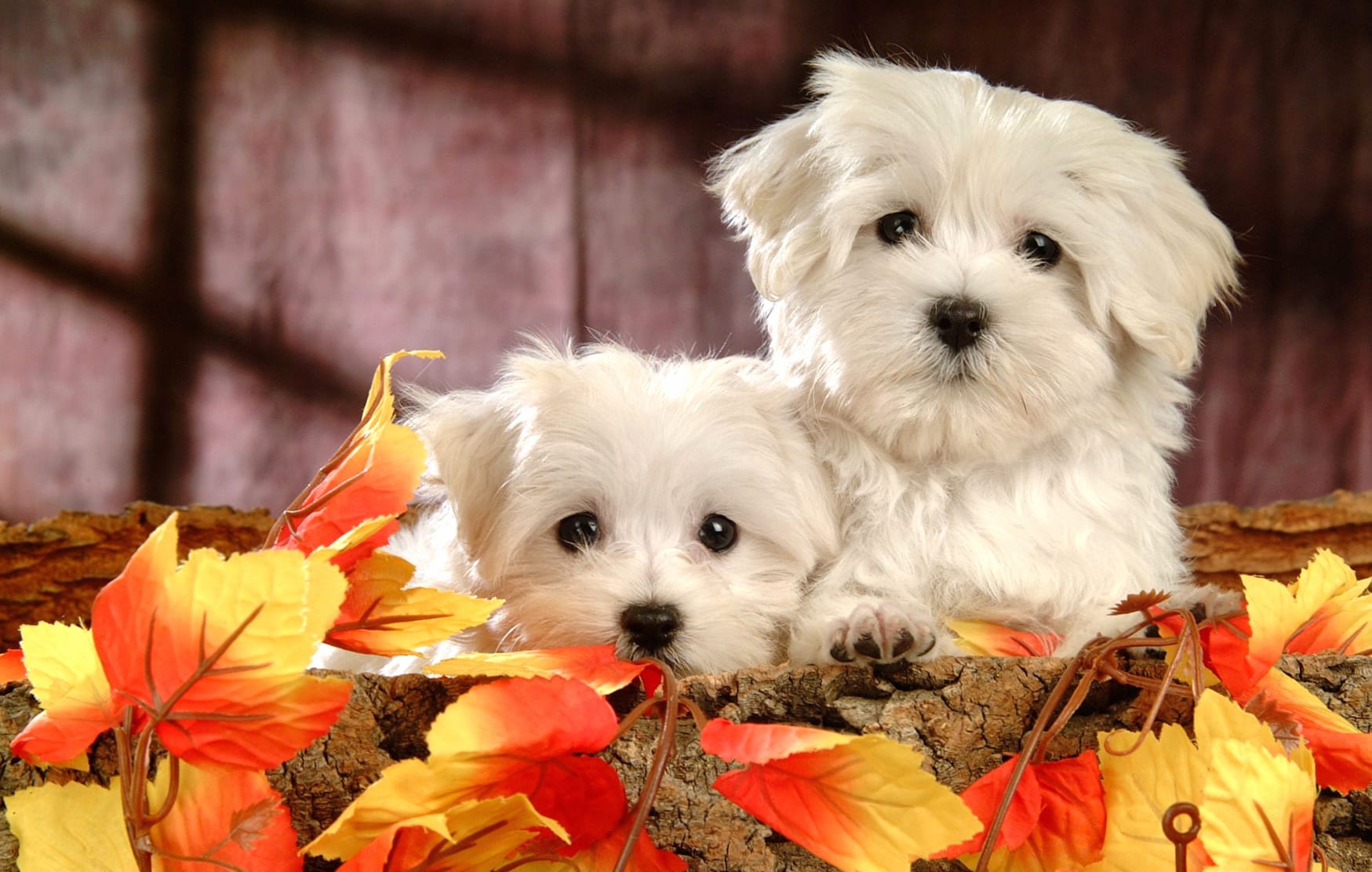 Adorable Maltese Puppies - wallpapers HD quality