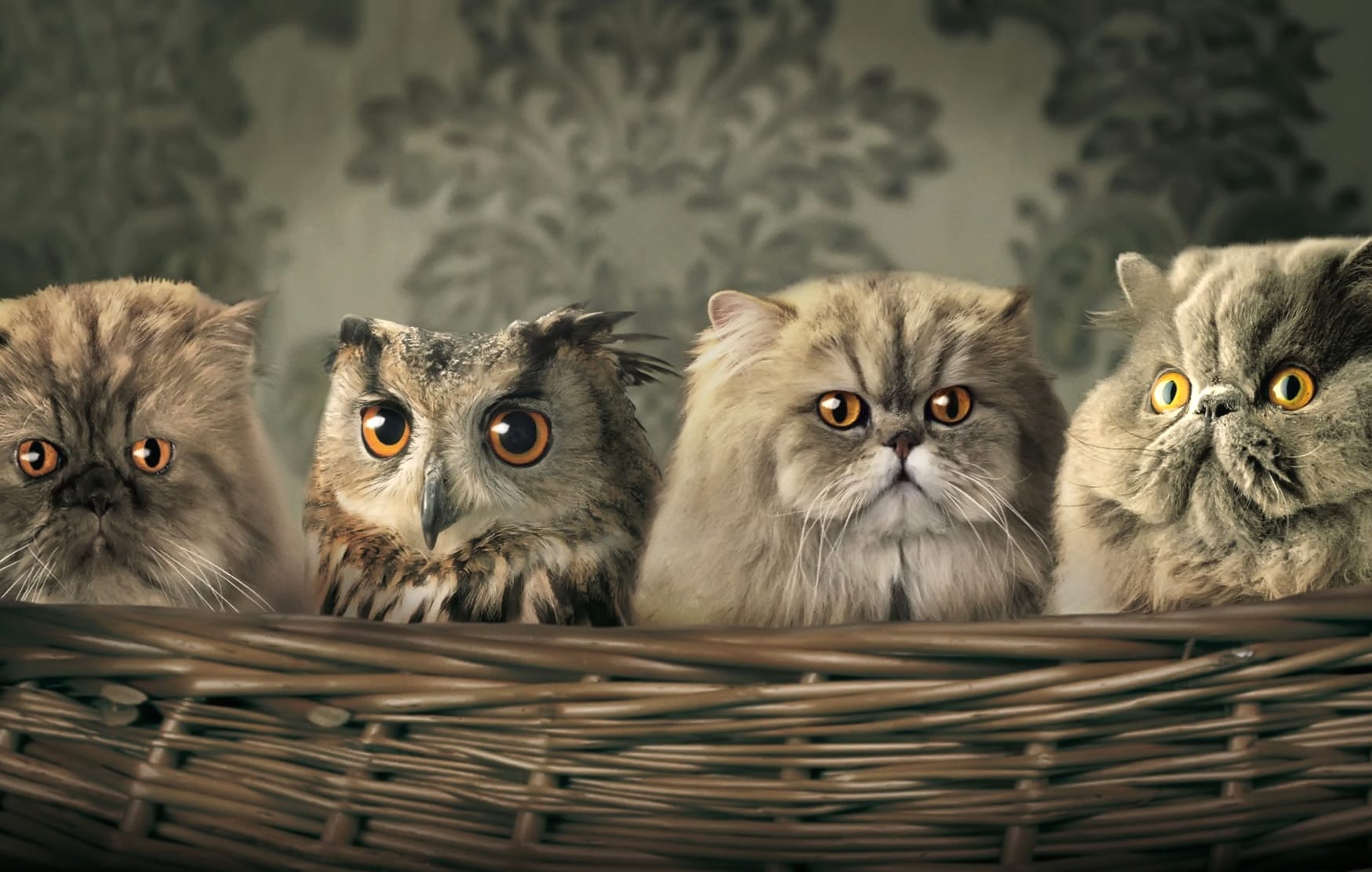 Adorable Owl & Cats - at 640 x 960 iPhone 4 size wallpapers HD quality