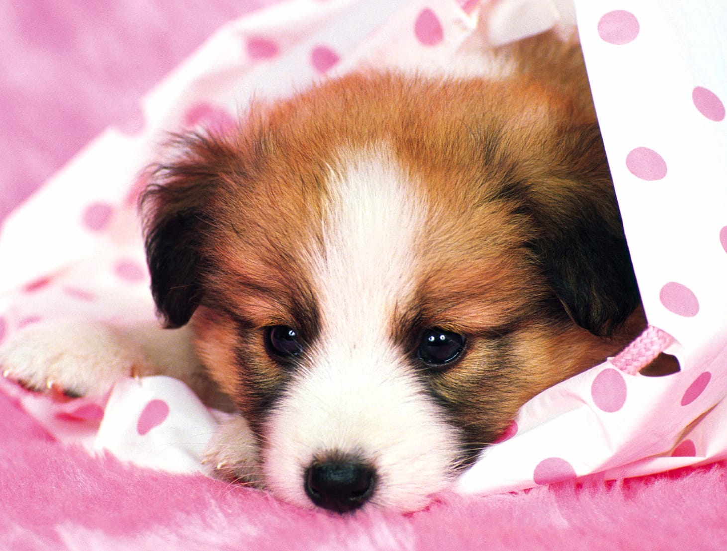 Adorable Papillon Puppy wallpapers HD quality